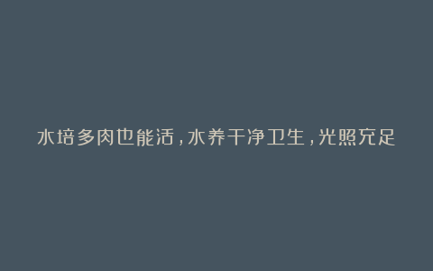 水培多肉也能活，水养干净卫生，光照充足，叶子也能变红