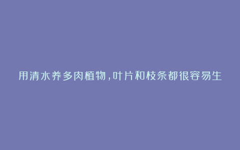 用清水养多肉植物，叶片和枝条都很容易生根，但有几点需要注意