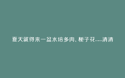 夏天就得来一盆水培多肉、栀子花……清清爽爽过一夏！