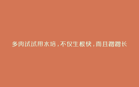 多肉试试用水培，不仅生根快，而且蹭蹭长满盆