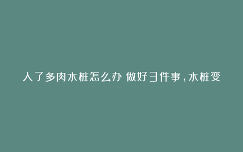 入了多肉水桩怎么办？做好3件事，水桩变老桩