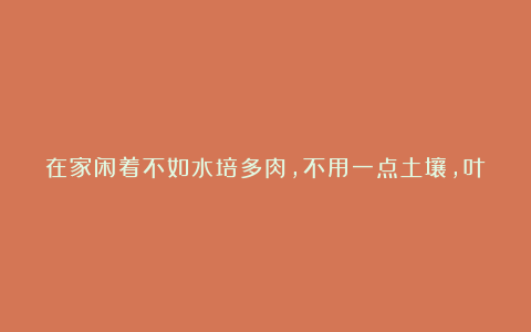 在家闲着不如水培多肉，不用一点土壤，叶片就能生根发芽