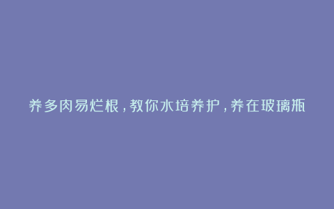 养多肉易烂根，教你水培养护，养在玻璃瓶里，有水就能活！