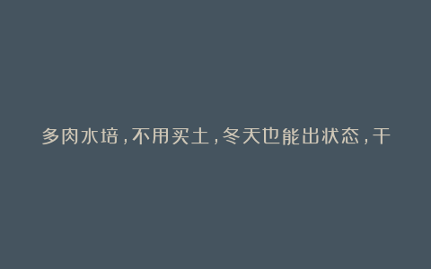 多肉水培，不用买土，冬天也能出状态，干净卫生没有灰尘