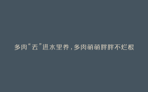 多肉“丢”进水里养，多肉萌萌胖胖不烂根，越长越水灵！