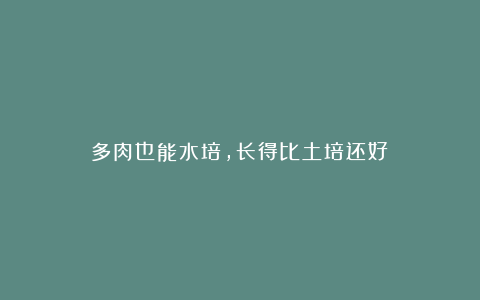 多肉也能水培，长得比土培还好！