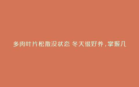 多肉叶片松散没状态？冬天很好养，掌握几点，轻松养出漂亮状态