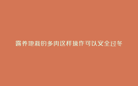 露养地栽的多肉这样操作可以安全过冬