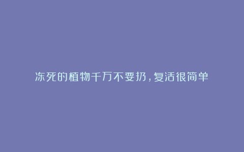 冻死的植物千万不要扔，复活很简单！