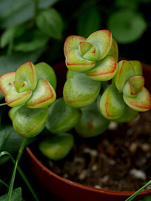 愛星 Crassula rupestris f.