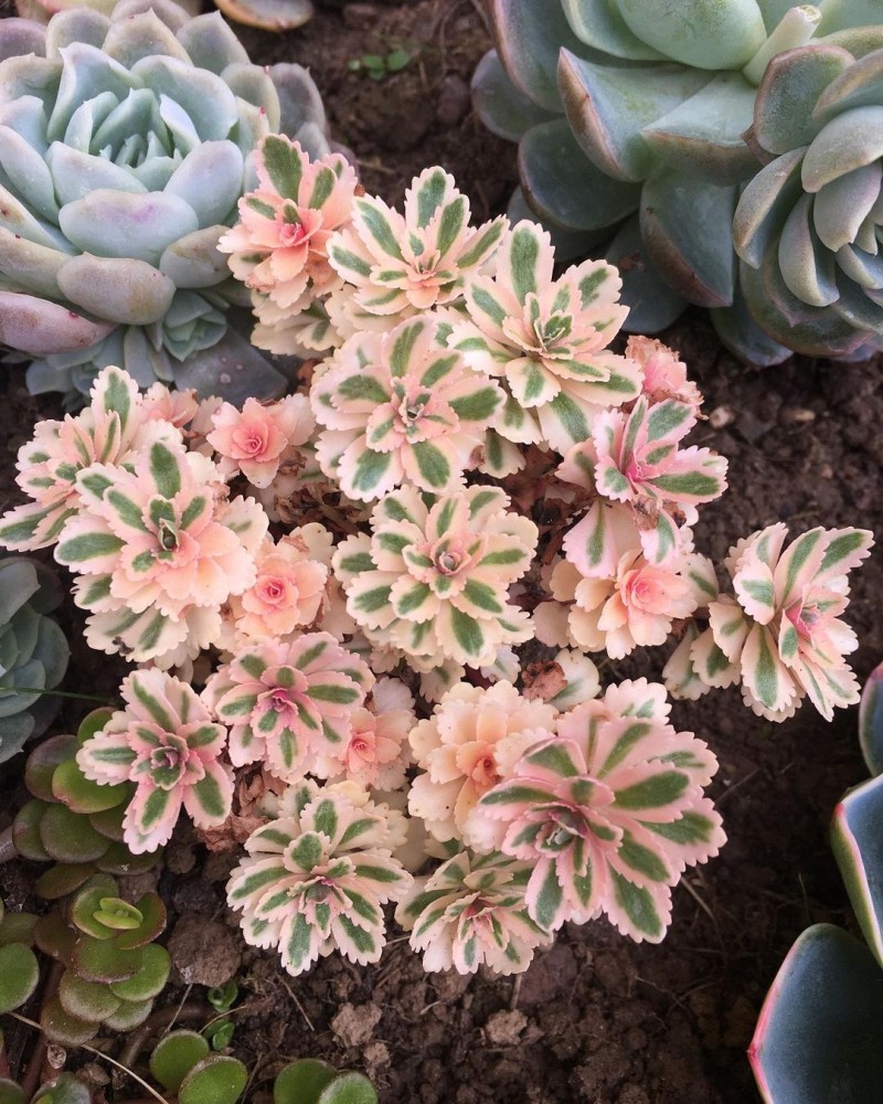 亚特兰蒂斯 Sedum takesimense 'Atlantis'