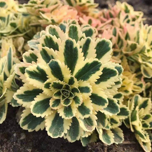 亚特兰蒂斯 Sedum takesimense 'Atlantis'