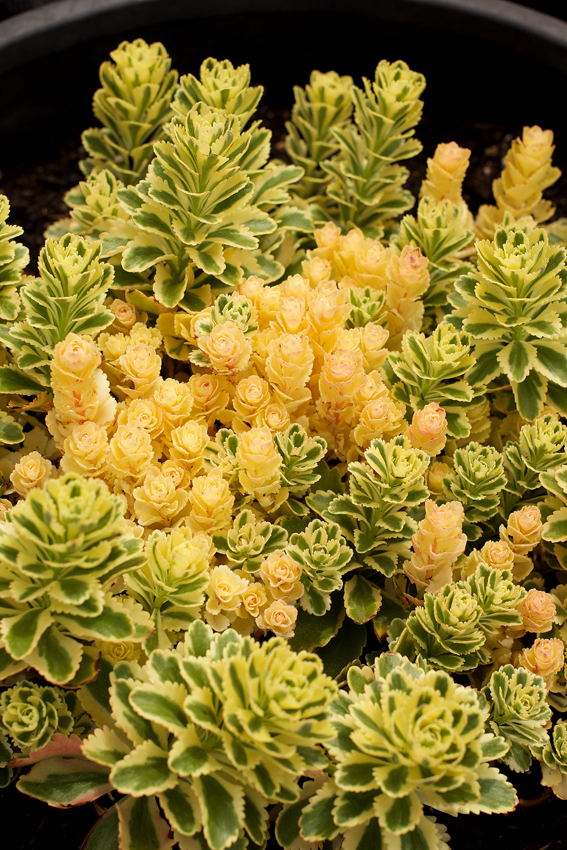 亚特兰蒂斯 Sedum takesimense 'Atlantis'