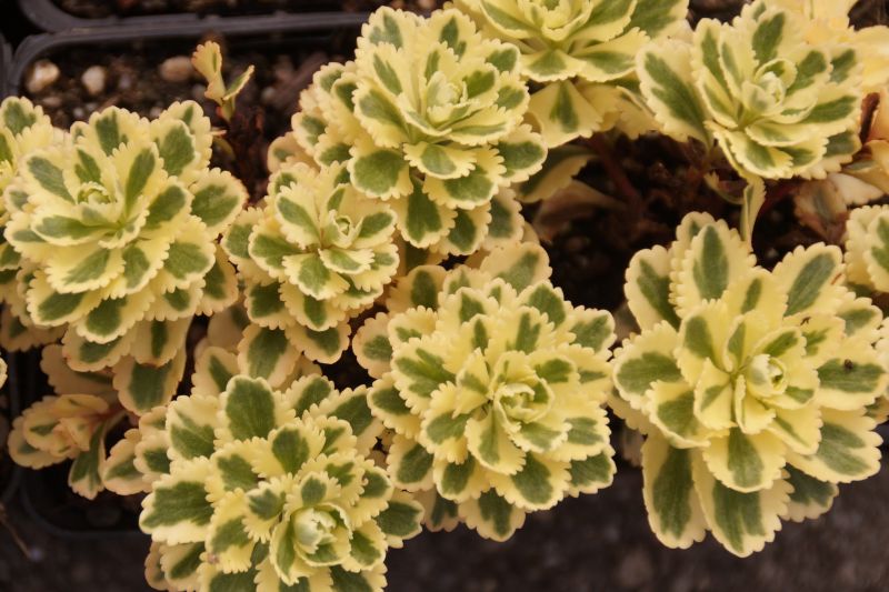 亚特兰蒂斯 Sedum takesimense 'Atlantis'