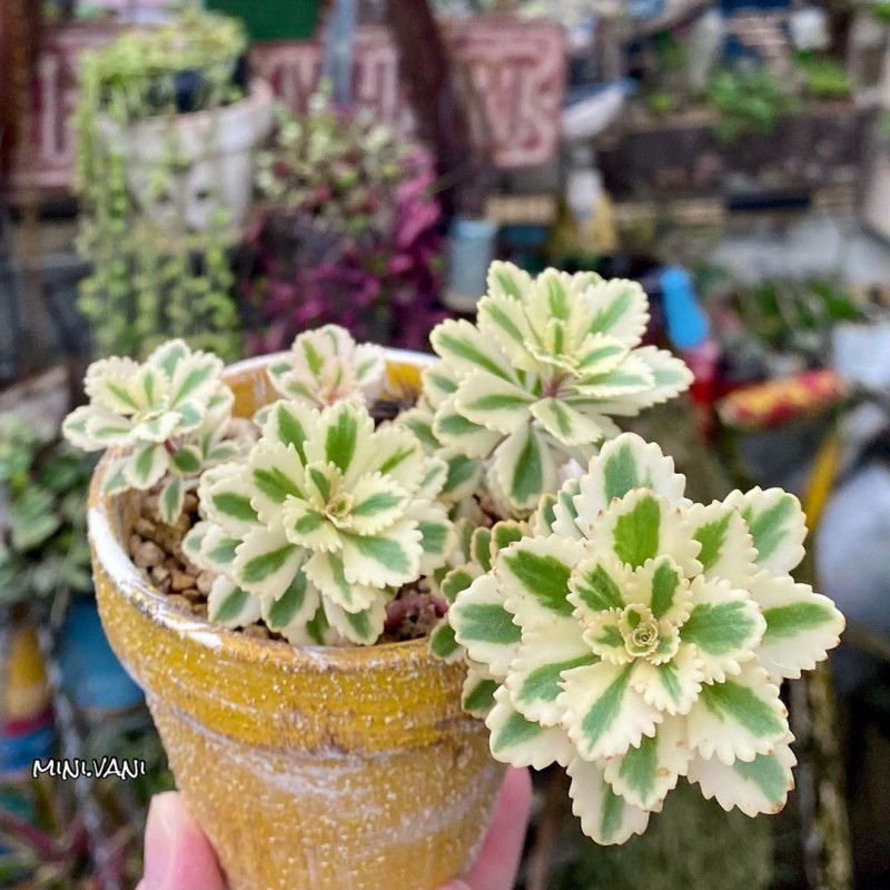 亚特兰蒂斯 Sedum takesimense 'Atlantis'