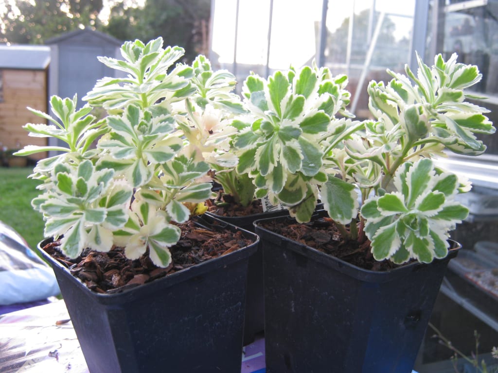 亚特兰蒂斯 Sedum takesimense 'Atlantis'