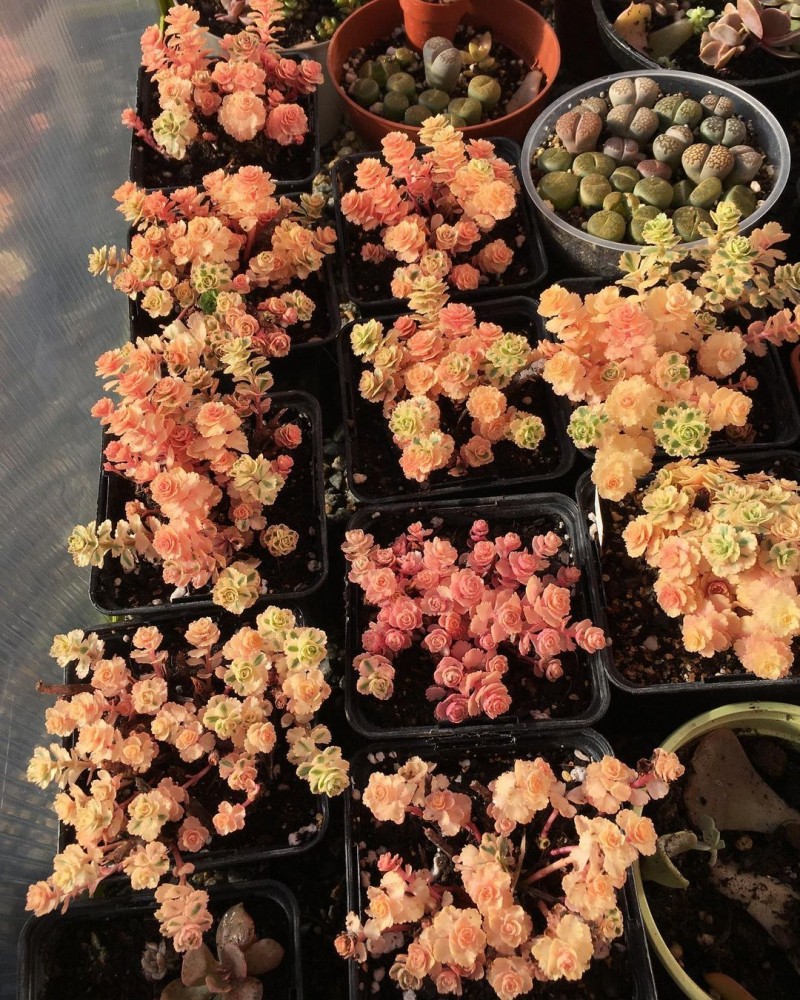 亚特兰蒂斯 Sedum takesimense 'Atlantis'