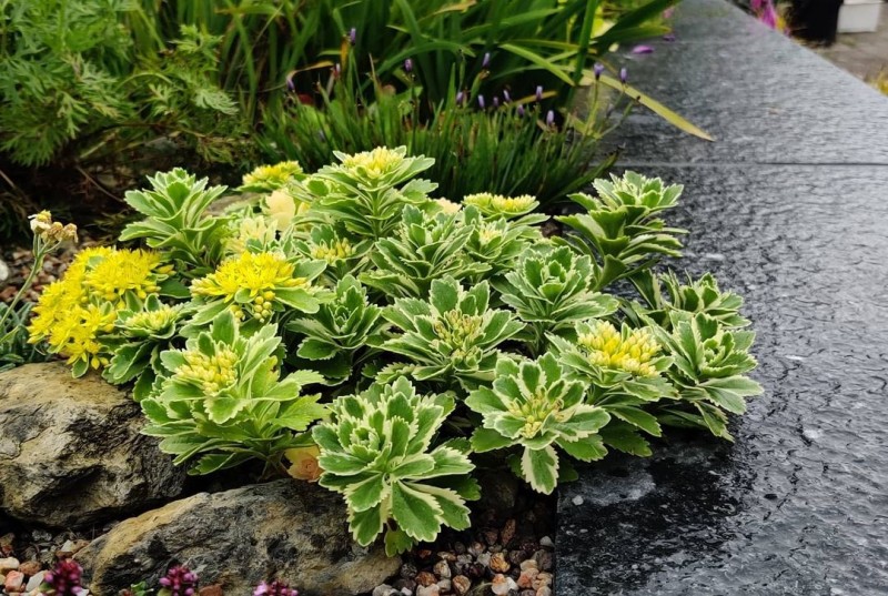 亚特兰蒂斯 Sedum takesimense 'Atlantis'