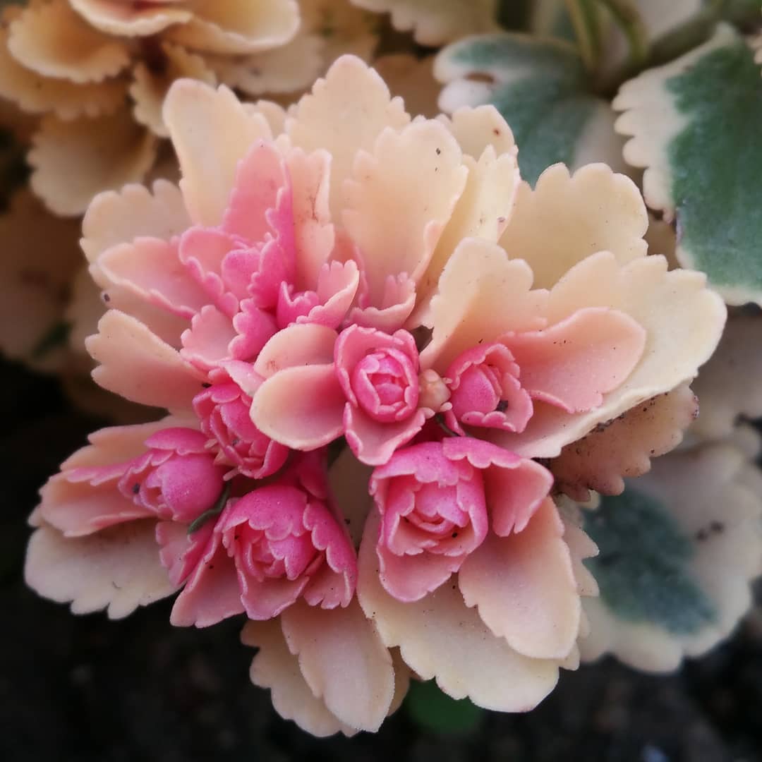 亚特兰蒂斯 Sedum takesimense 'Atlantis'