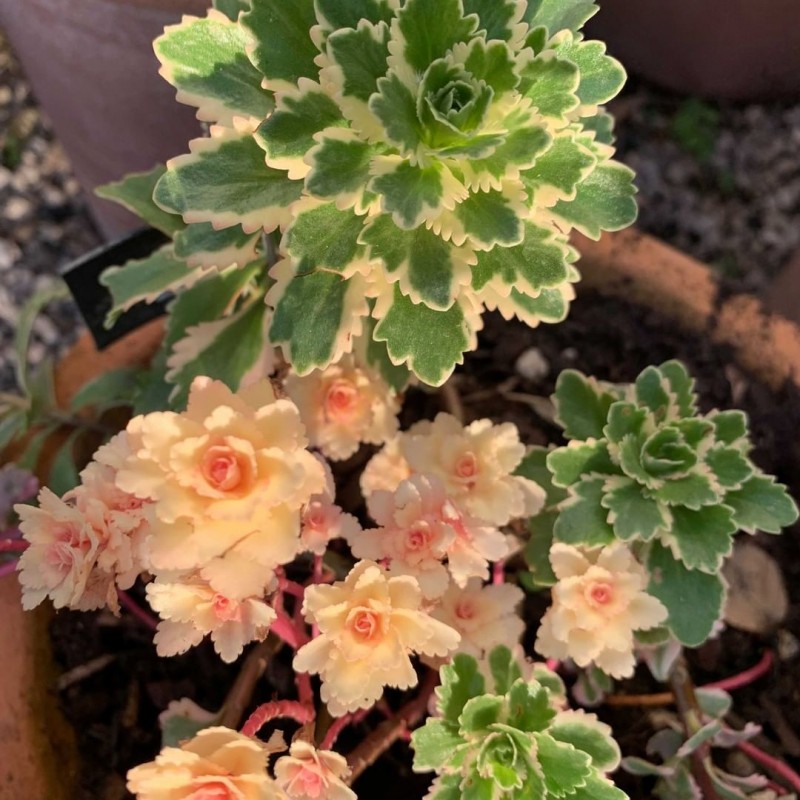 亚特兰蒂斯 Sedum takesimense 'Atlantis'