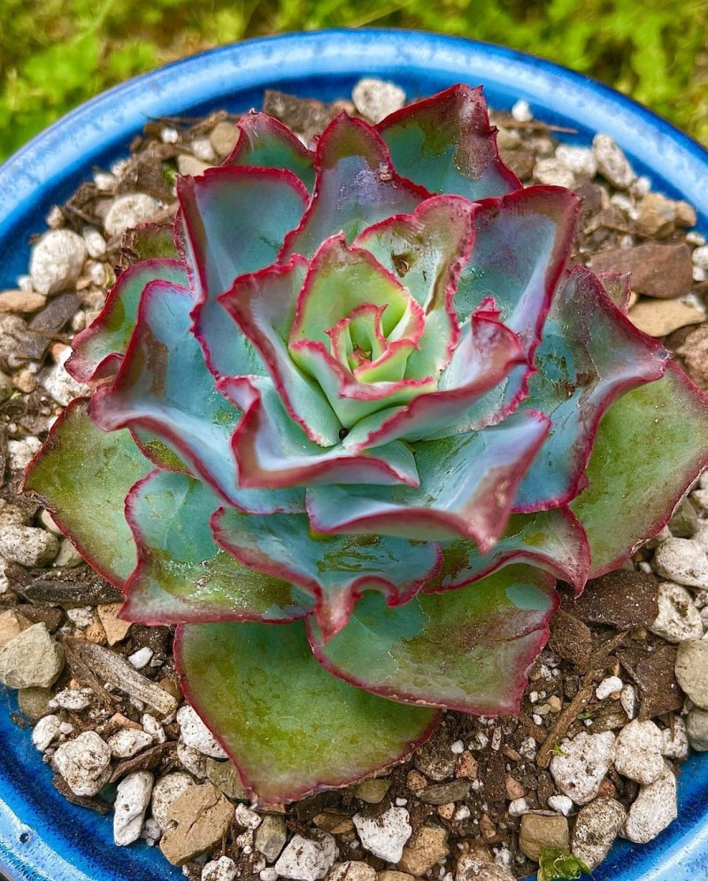 钢叶莲冰与火 Echeveria subrigida 'Fire and Ice'