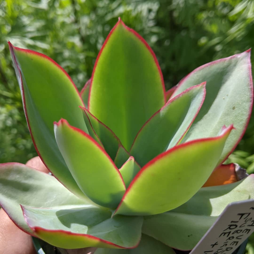 钢叶莲冰与火 Echeveria subrigida 'Fire and Ice'