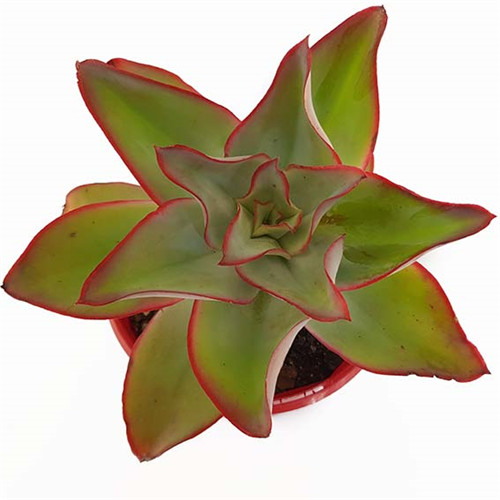 冰与火 Echeveria subrigida Fire and Ice