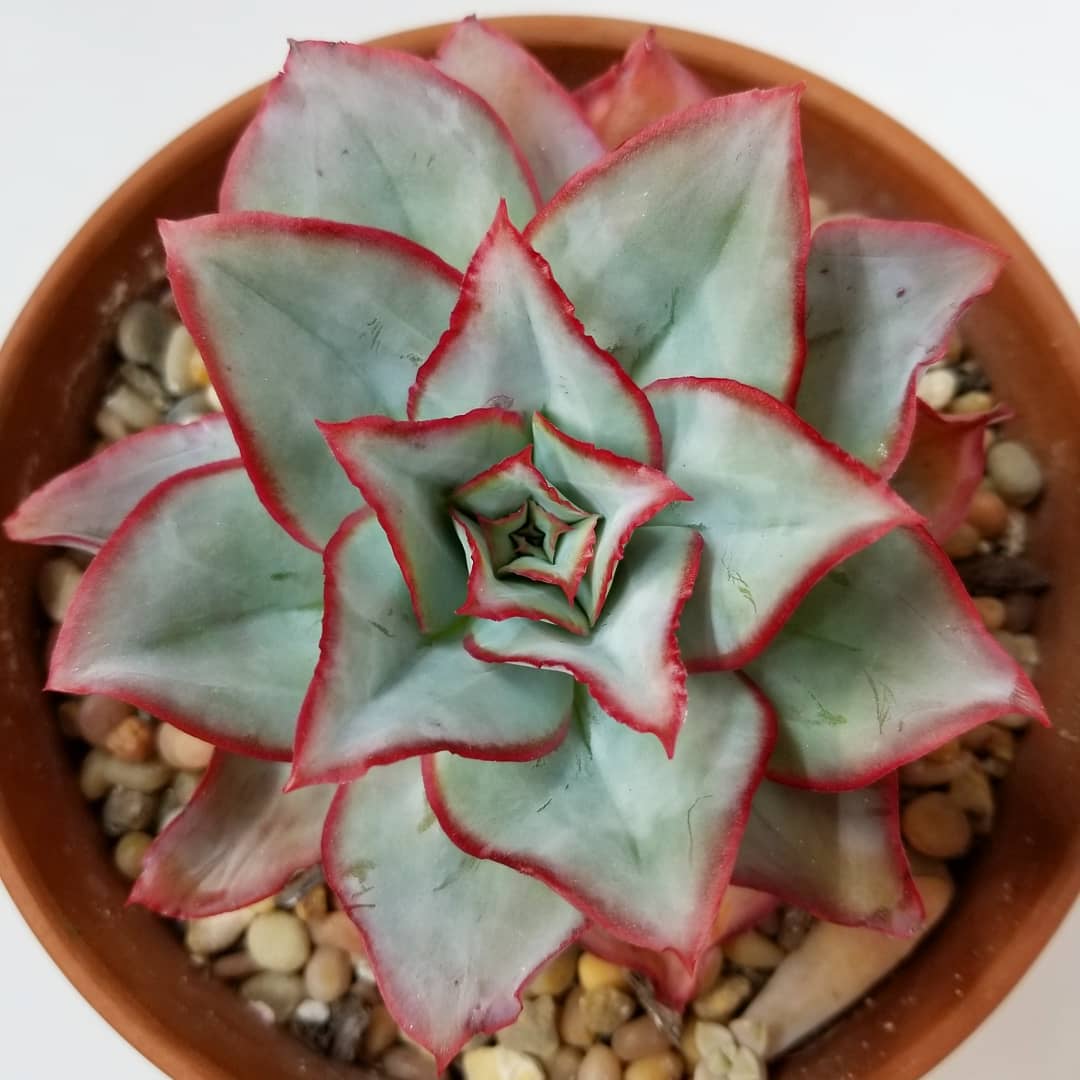 钢叶莲冰与火 Echeveria subrigida 'Fire and Ice'