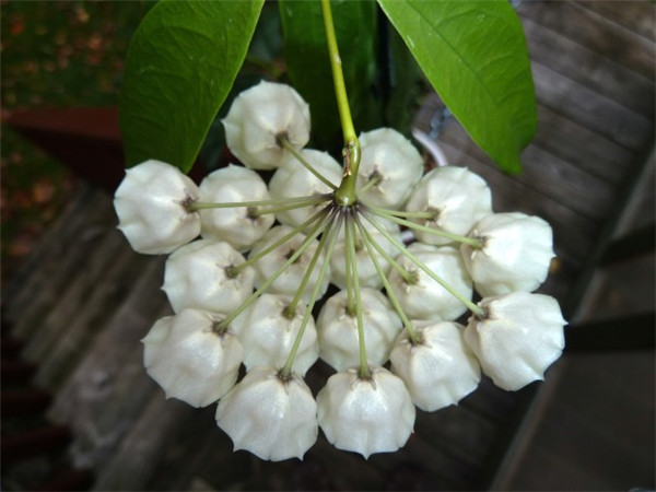 康彭娜球兰 Hoya campanulata