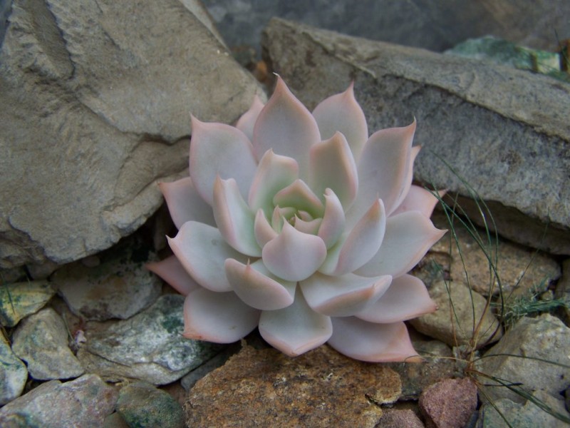 银明色 x 雪莲，Echeveria Carla