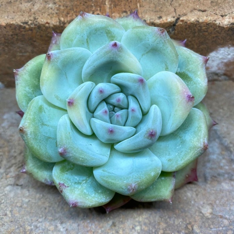 银明色 x 雪莲，Echeveria Carla