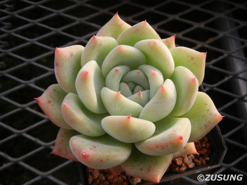 银明色 x 雪莲，Echeveria Carla