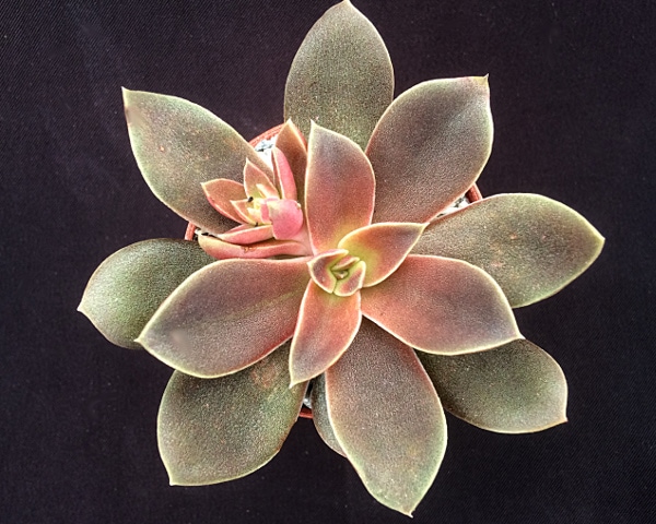 银明色 Echeveria Carnicolor