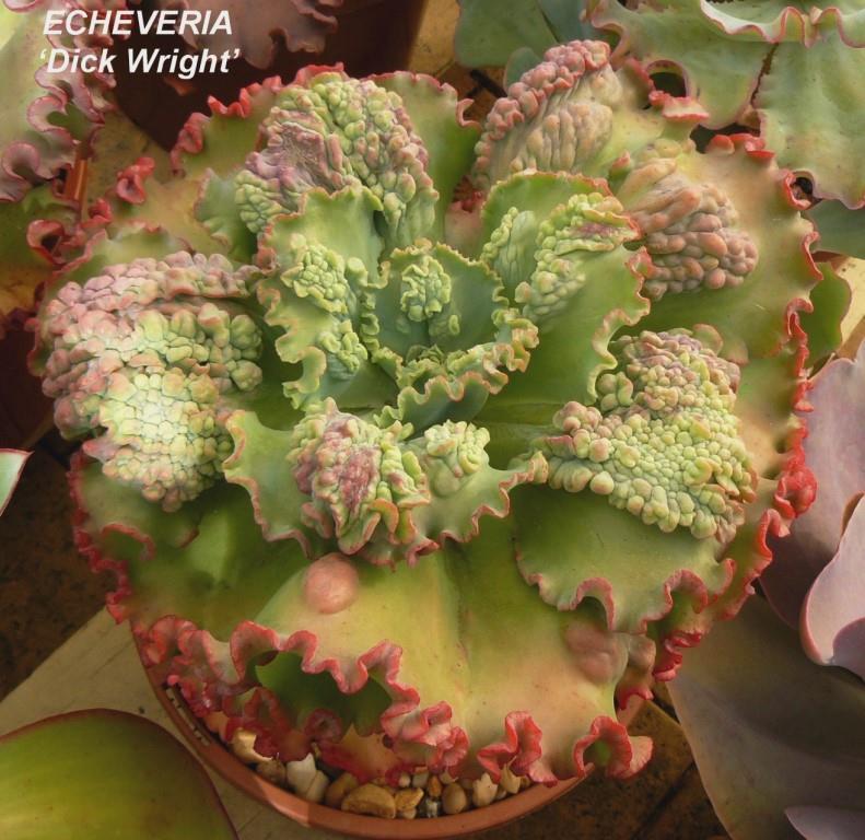 舞会红裙 Echeveria 'Dick Wright'