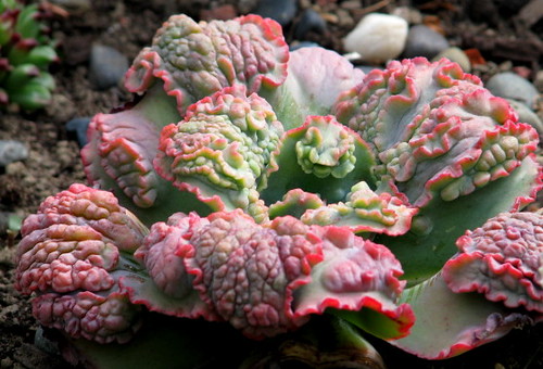 舞会红裙 Echeveria 'Dick Wright'