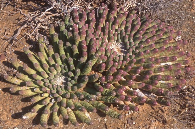 閻魔麒麟 Euphorbia esculenta