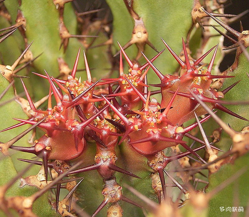 鬼角麒麟 Euphorbia zoutpansbergensis