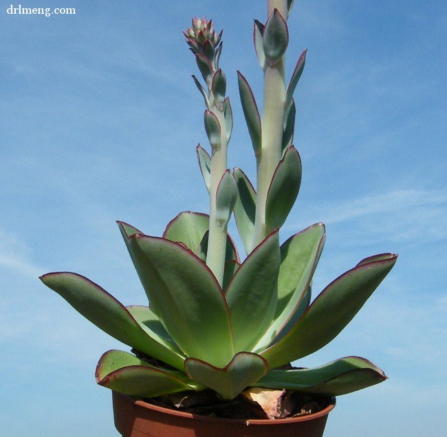 钢叶莲 Echeveria subrigida