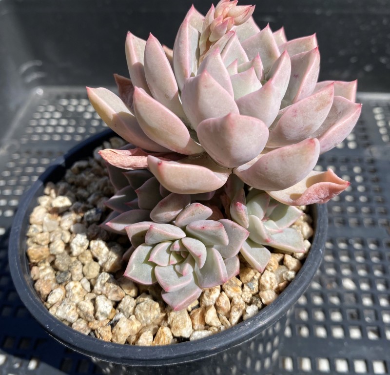 Graptoveria marpin rose queen