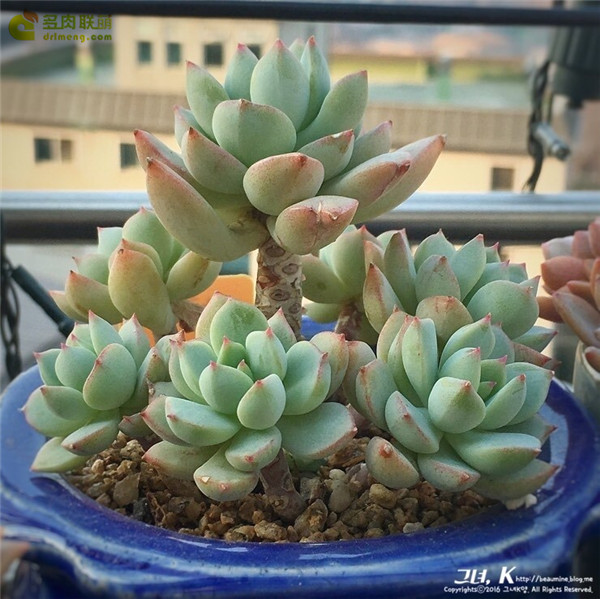 群月冠 Echeveria Gungekkan