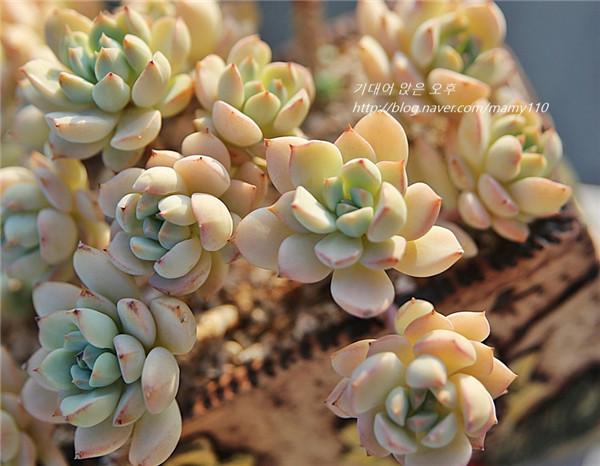 群月冠 Echeveria Gungekkan