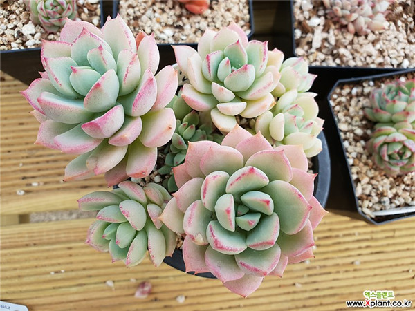 群月冠 Echeveria Gungekkan