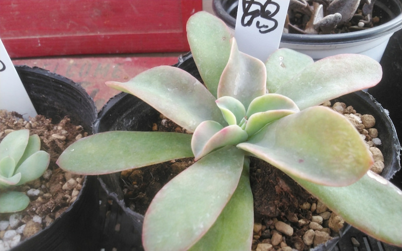 红之鹤 Echeveria 'Beninoturu'