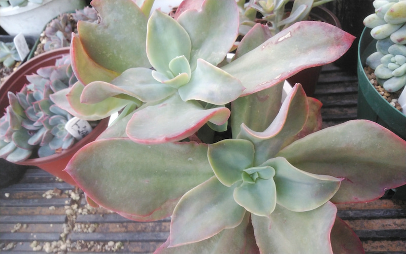 红之鹤 Echeveria 'Beninoturu'