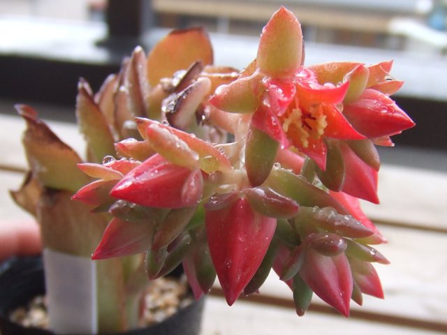 红之鹤 Echeveria 'Beninoturu'