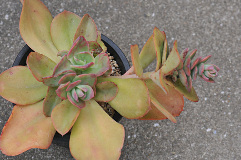 红之鹤 Echeveria 'Beninoturu'