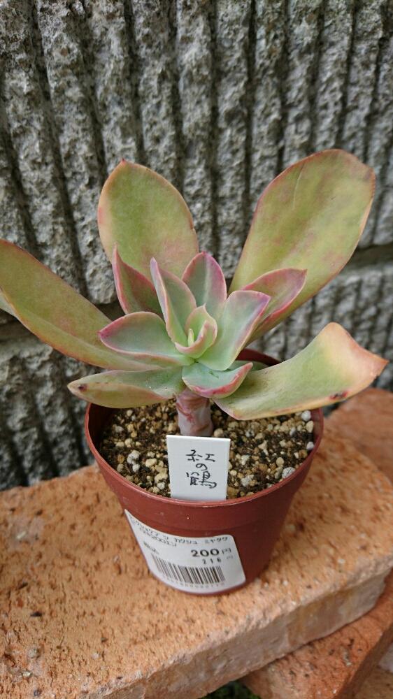 红之鹤 Echeveria 'Beninoturu'