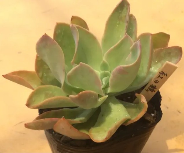 红之鹤 Echeveria 'Beninoturu'