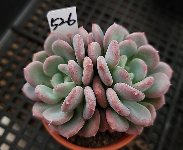 Echeveria 'Lepe' 雪莲杂露娜莲