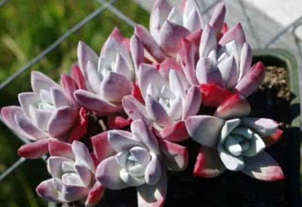 初霜/法瑞诺莎 Dudleya farinose